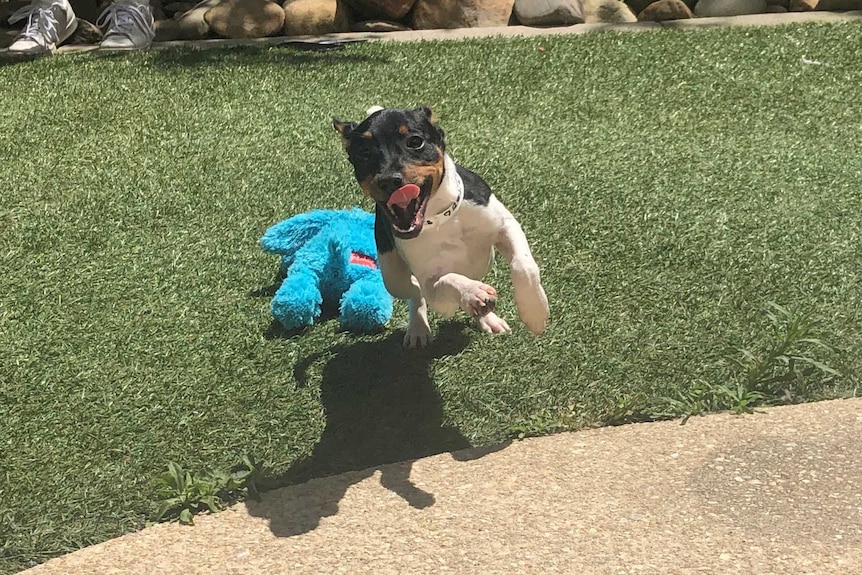 A puppy leaps at the camera with its tongue out on a sunny day.