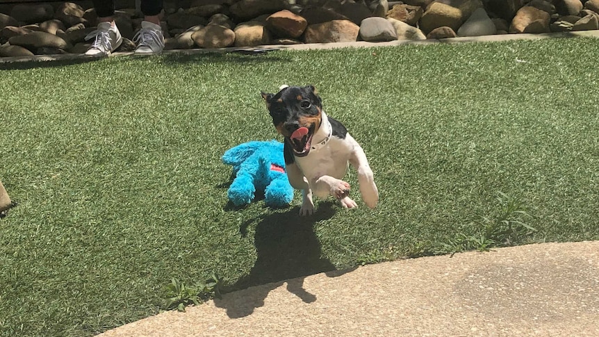 A puppy leaps at the camera with its tongue out on a sunny day.