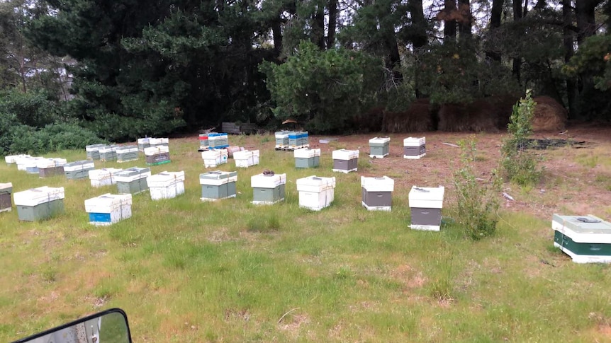 Commercial bee boxes at Taranna in Southern Tasmania