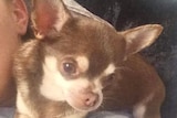 Gizmo the chihuahua looks to the left as he sits on his owner's shoulder. He is brown with yellow markings.