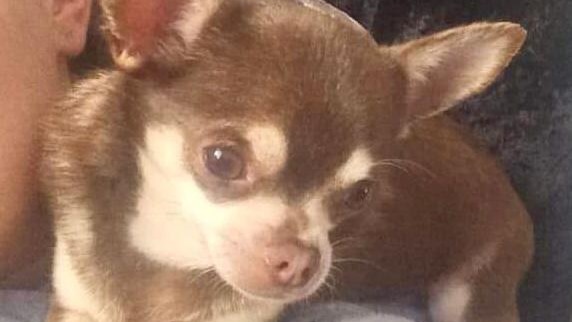 Gizmo the chihuahua looks to the left as he sits on his owner's shoulder. He is brown with yellow markings.
