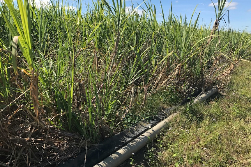 Pipes run along sugarcane crop.