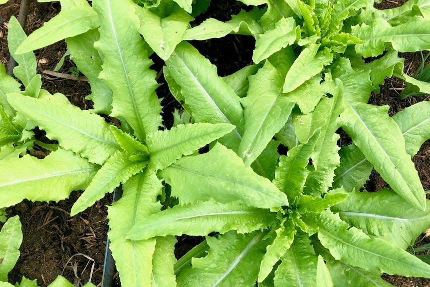 Looking down on the young celtuce plants which have angular long leaves.