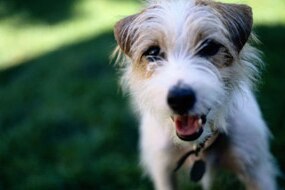 File photo: Jack Russell (Getty Creative Images)