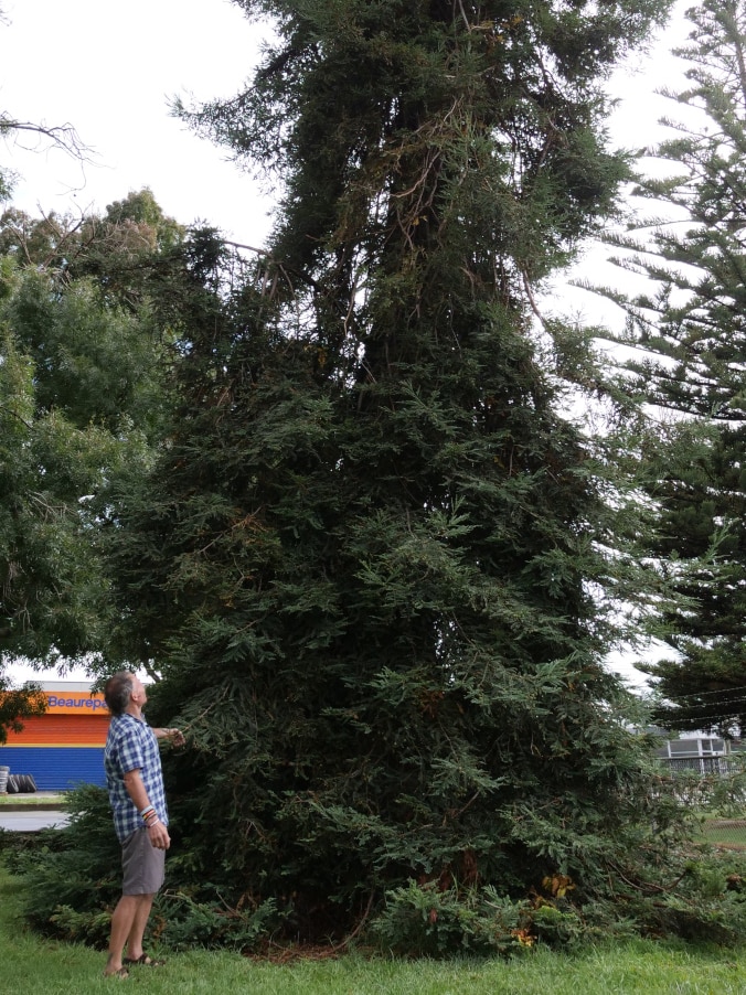 A man looks at a pine tree in a park