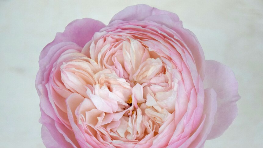 A multi-centred rose