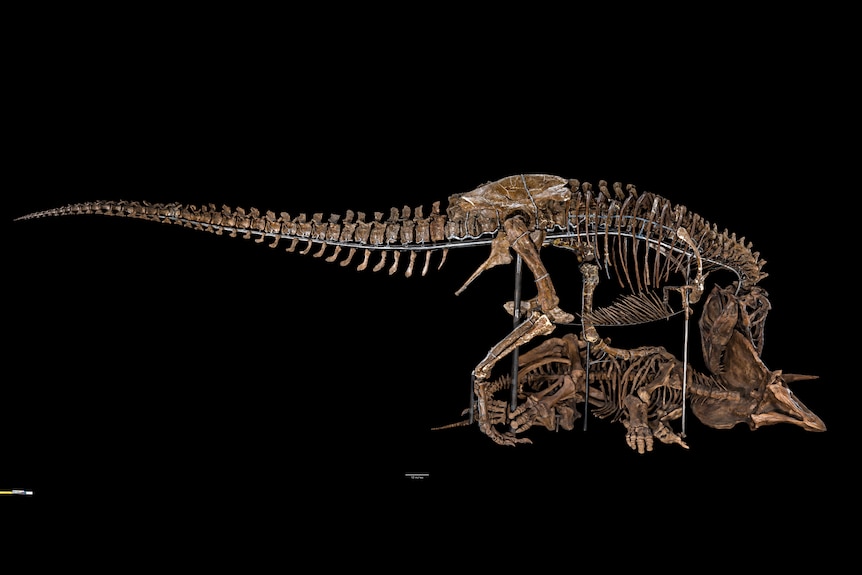 A tyrannosaurs rex skeleton posed over a triceratops skeleton
