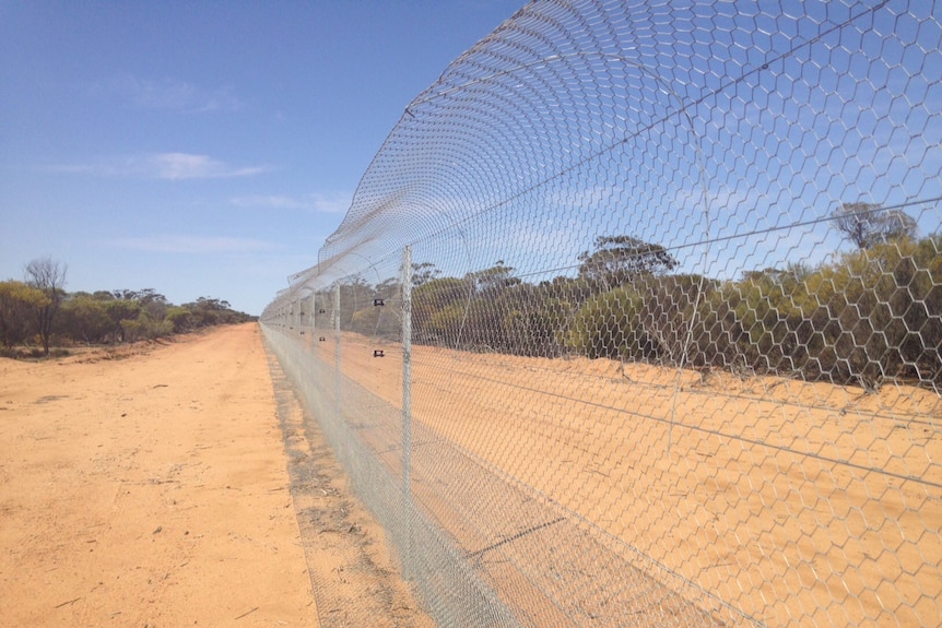 Feral-free enclosure in WA's Mid West used to help save Woylies