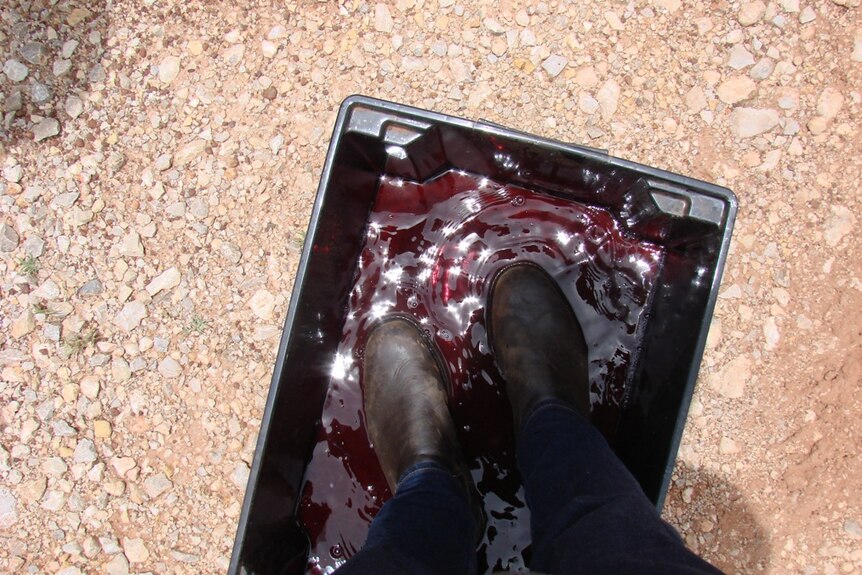 Reporter Daniel Fitzgerald's boots in a bucket of disinfectant