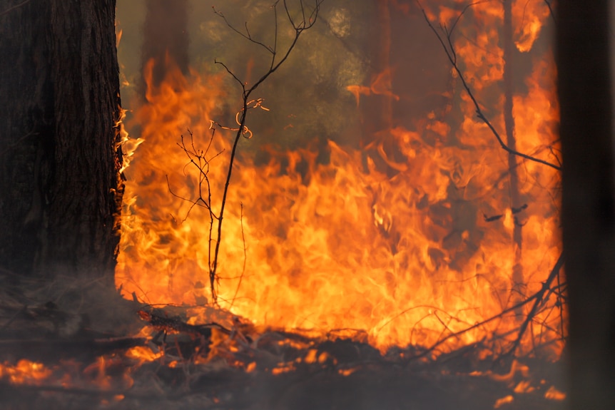 Low flames on the forrest floor. 