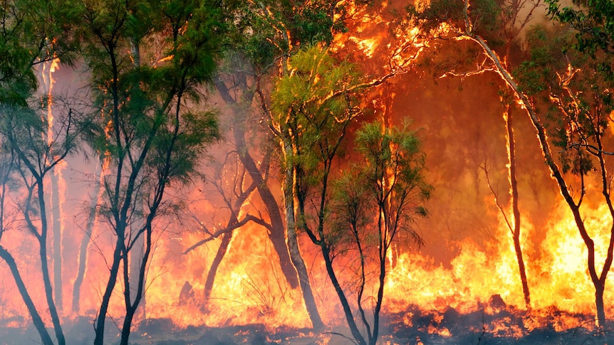 A raging bushfire in the Kimberley region, Western Australia
