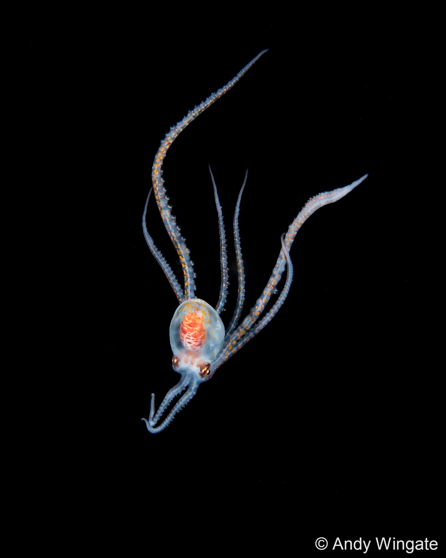 A close up of a translucent blue and orange long-armed octopus against a black background.