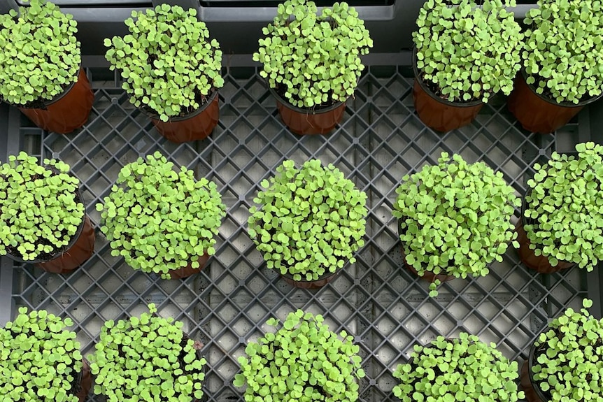Rows of bright green microgreens in little pots.