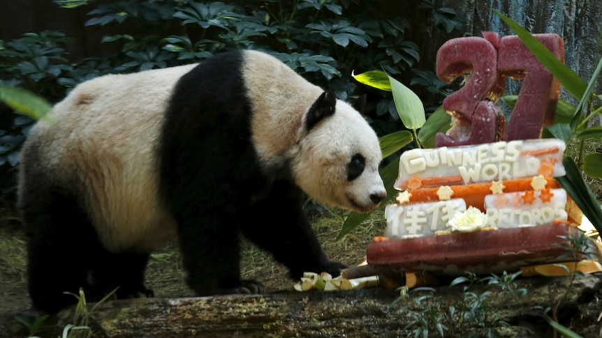 Giant panda Jia Jia walks near the birthday cake