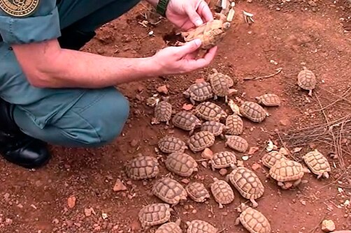Lots of small turtles are seen on the ground with an officer picking one up.
