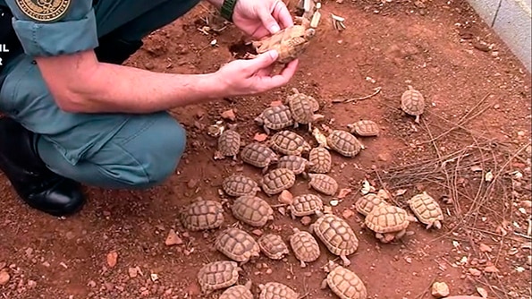 Lots of small turtles are seen on the ground with an officer picking one up.