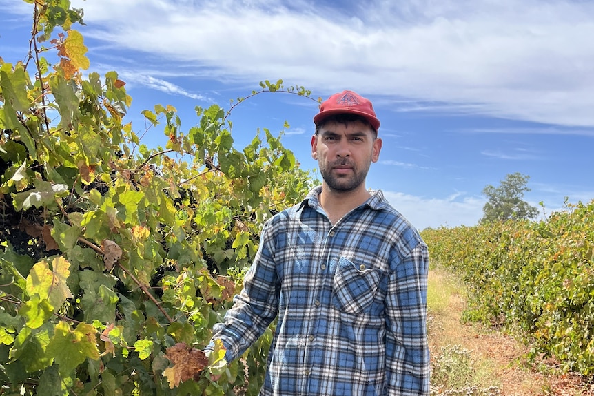 A farmer standing next to his grape vines