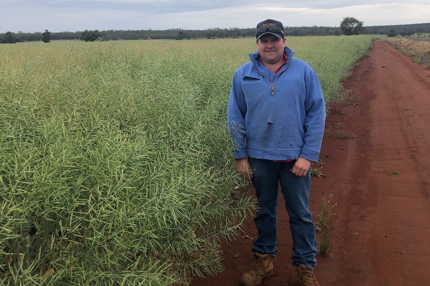 A man standing in a green canola crop. 