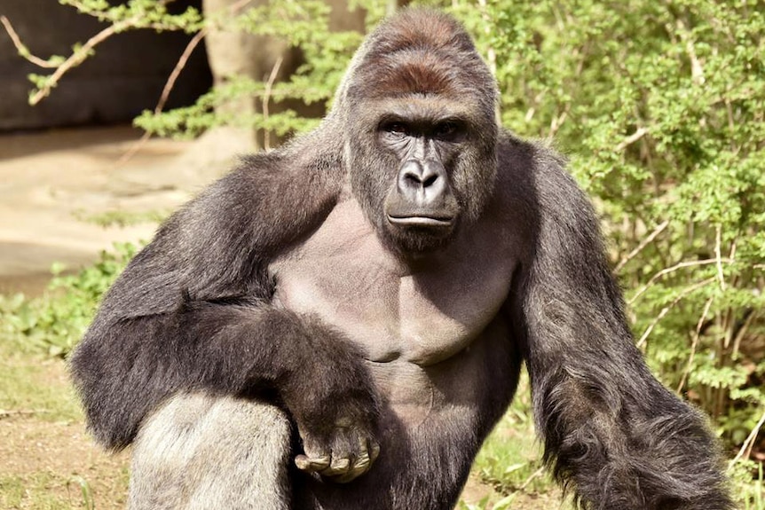 17-year-old gorilla Harambe stares at the camera.