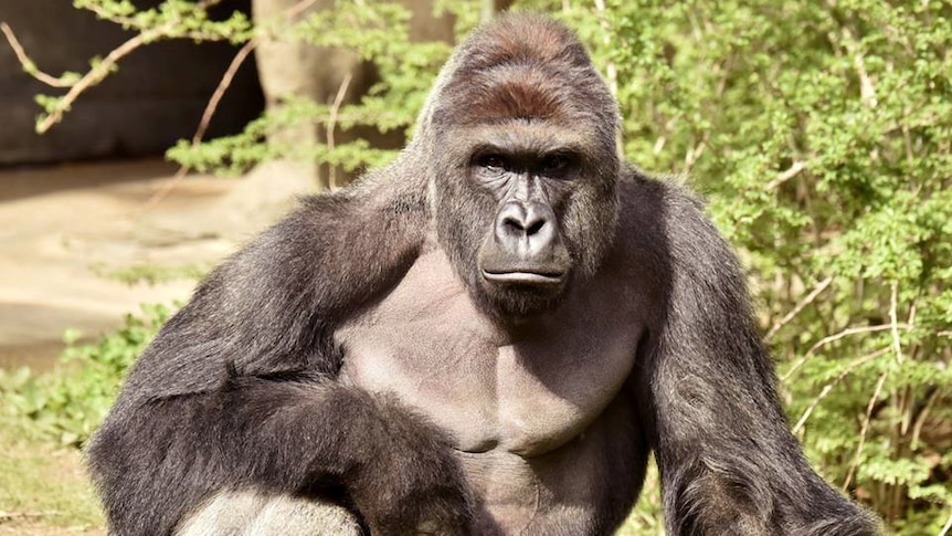 17-year-old gorilla Harambe stares at the camera