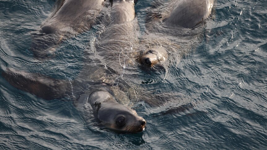 Seals in the ocean with white netting wrapped around one.