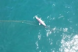 Drone vision of a dolphin carcass floating in the ocean in a net.
