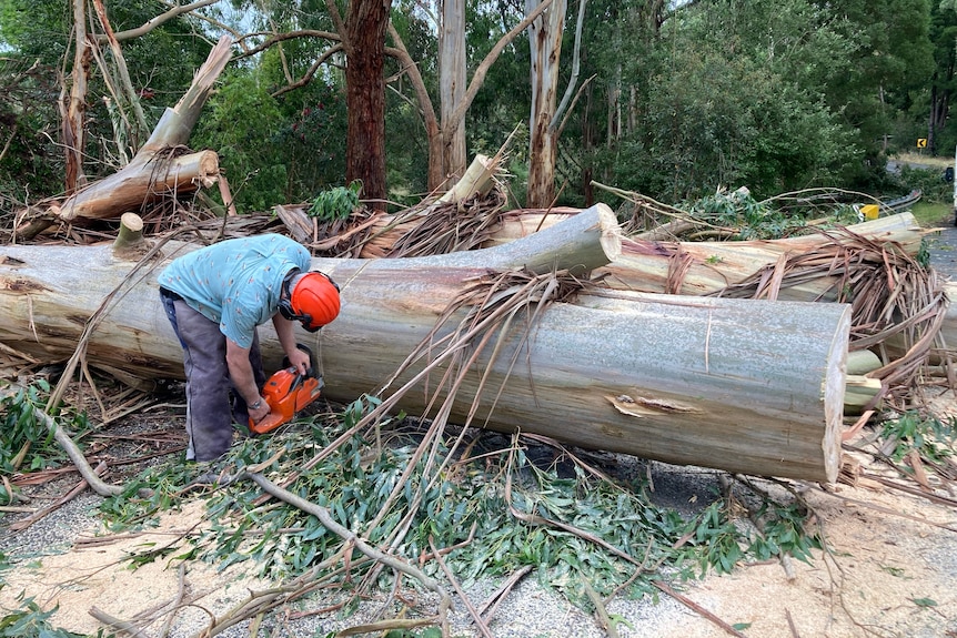A man in red helmet is chainsawing a large fallen tree.