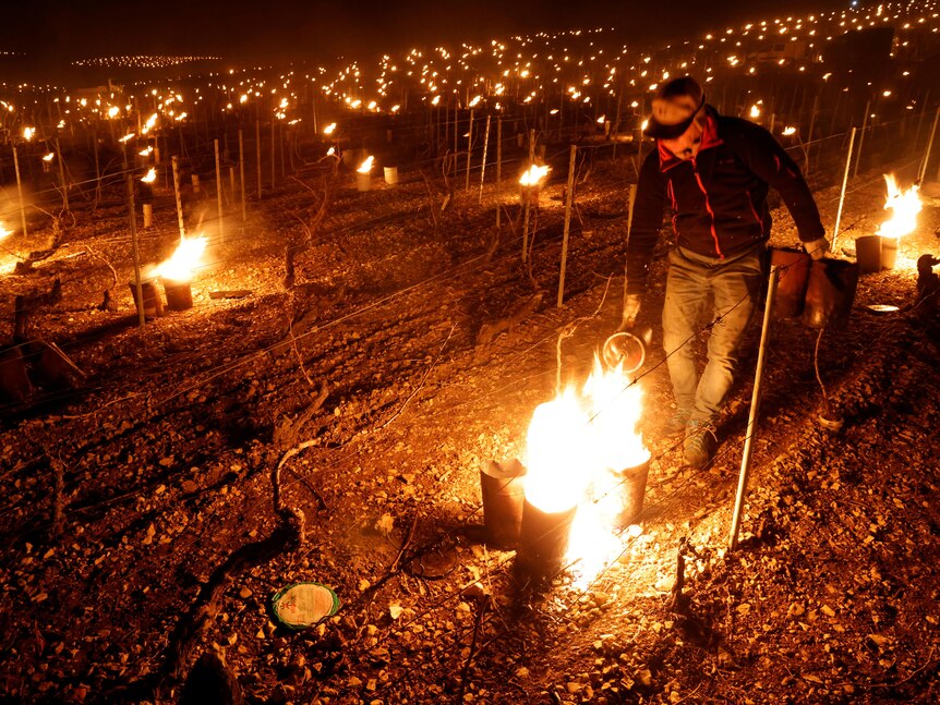 A man lights fires to keep his vineyard warm