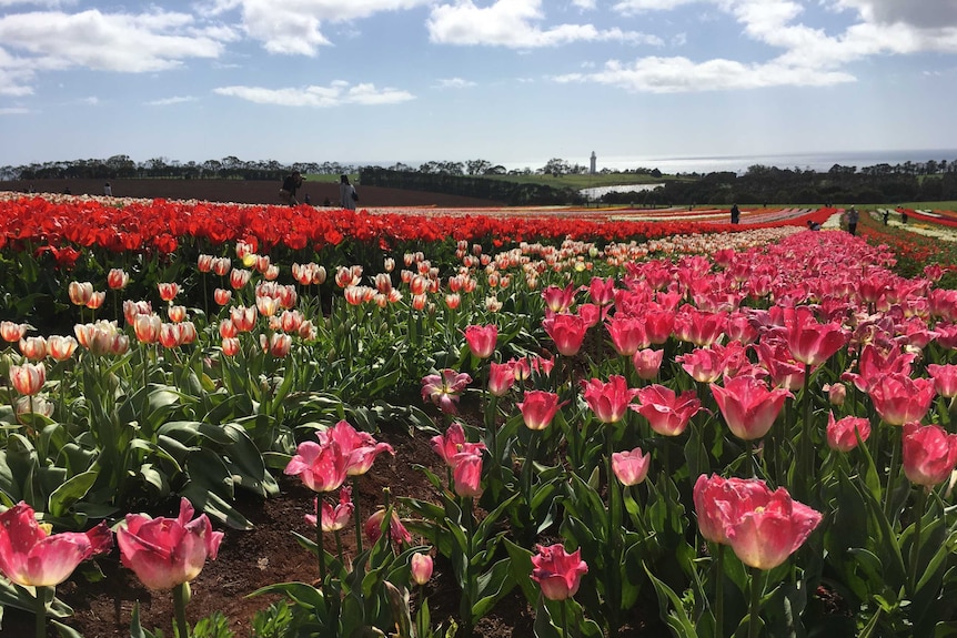 Red tulips.