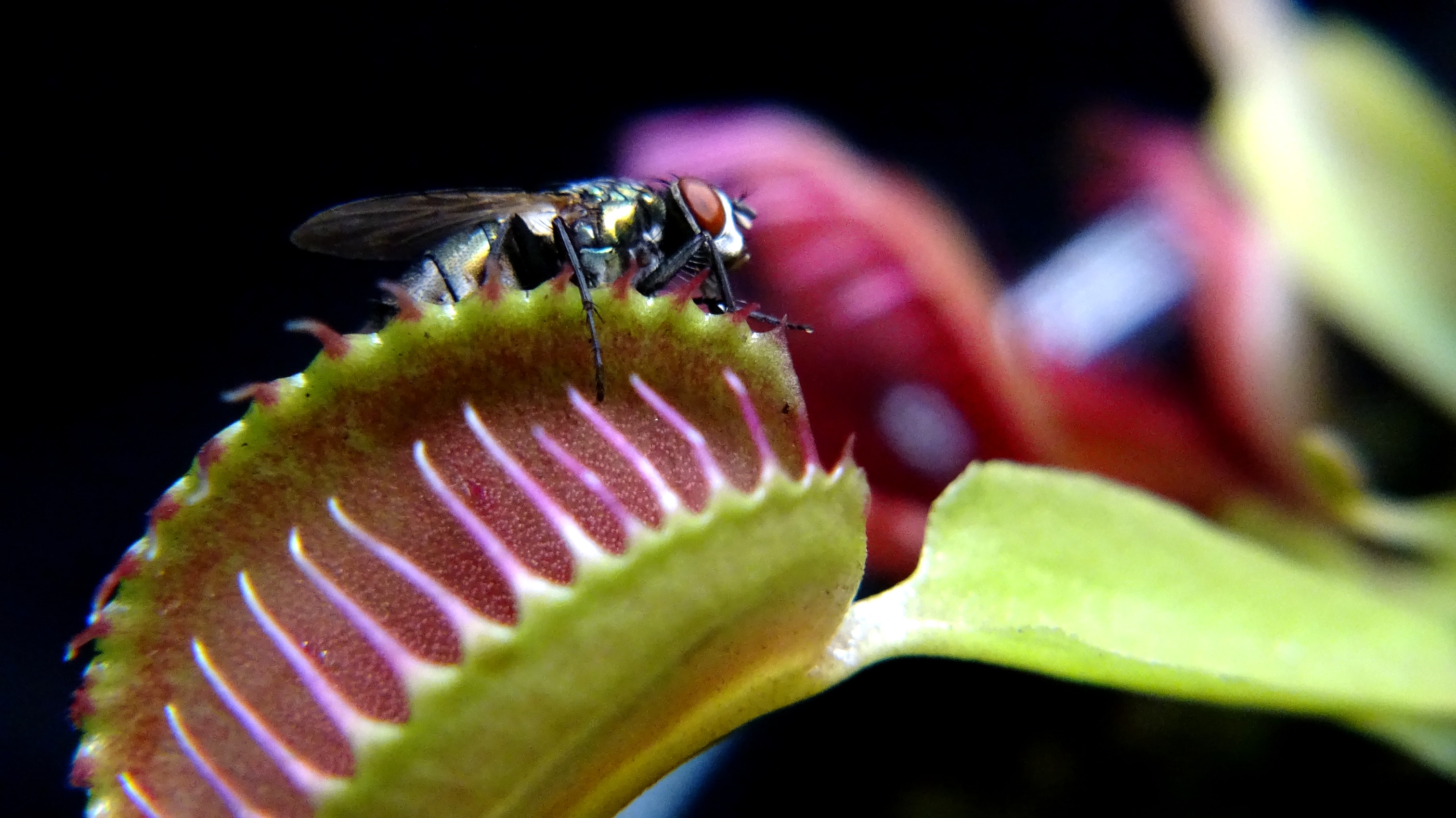 Close-up of a house fly on the lip of the top of a Venus fly-traps jaws.
