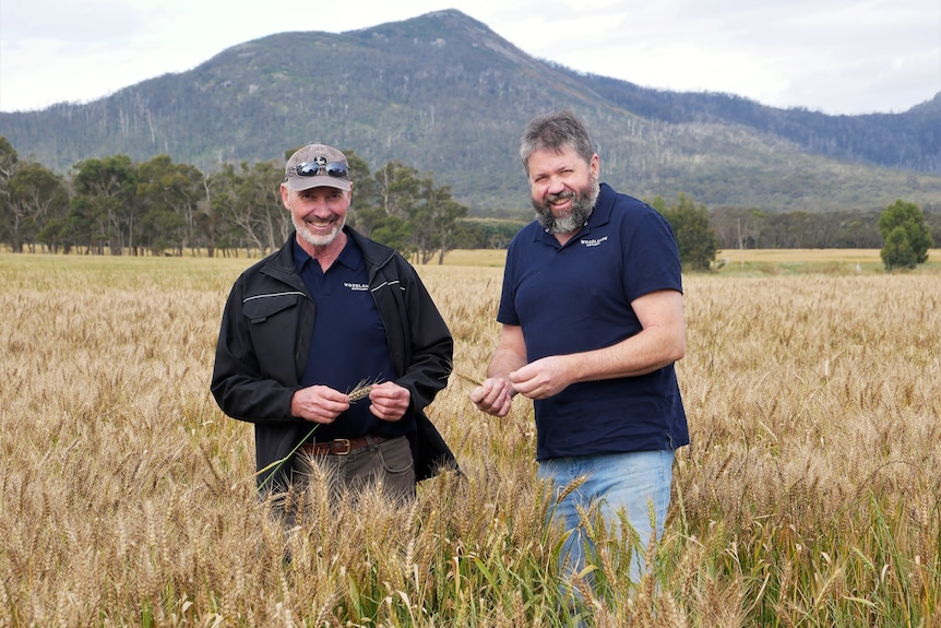 Two men stand facing camera in a paddock of crops with mountain in background