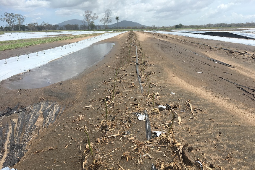 Dead capsicum seedlings in the ground.