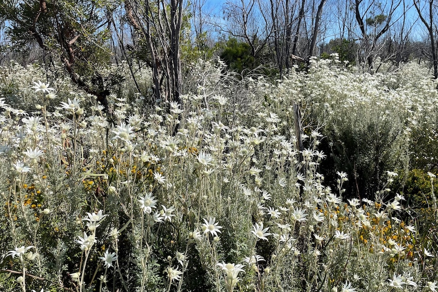 A large display of white wildflowers in a bush reserve.