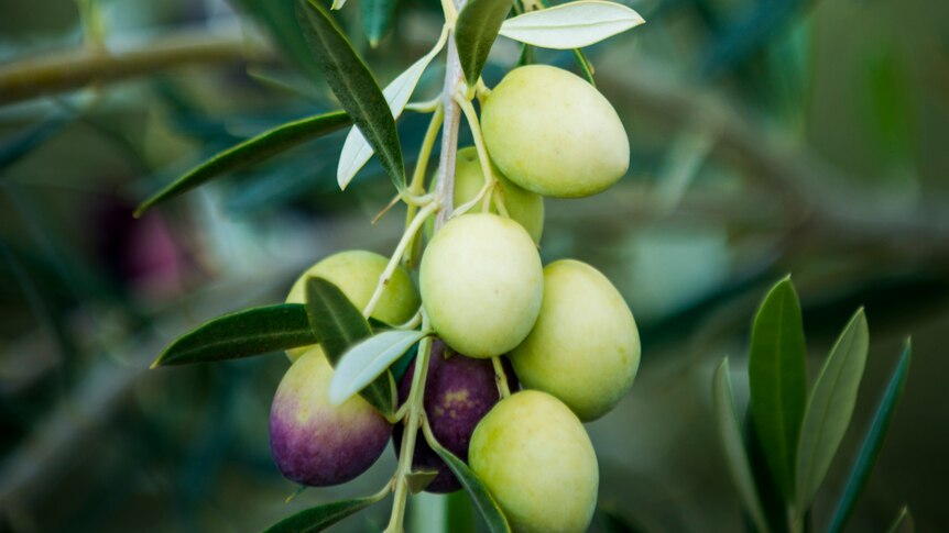 A close up of mostly green olives hanging from a branch.