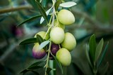 A close up of olives hanging from a branch