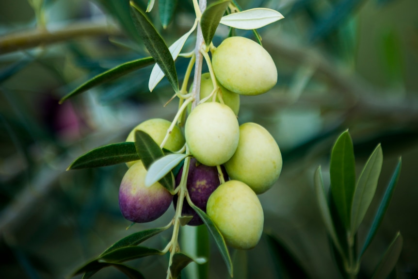 A close up of olives hanging from a branch