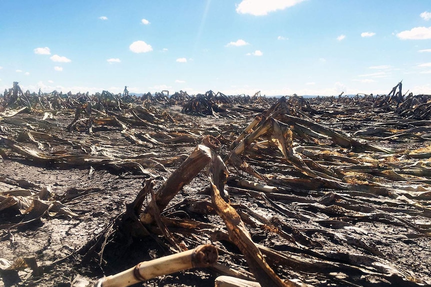 A flooded corn crop showing the crops all dead and brown.