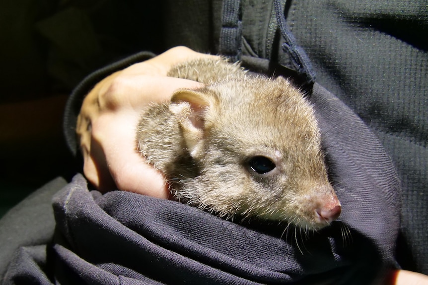A close up photo of a bettong with a pink nose bundled in navy blue fabric.