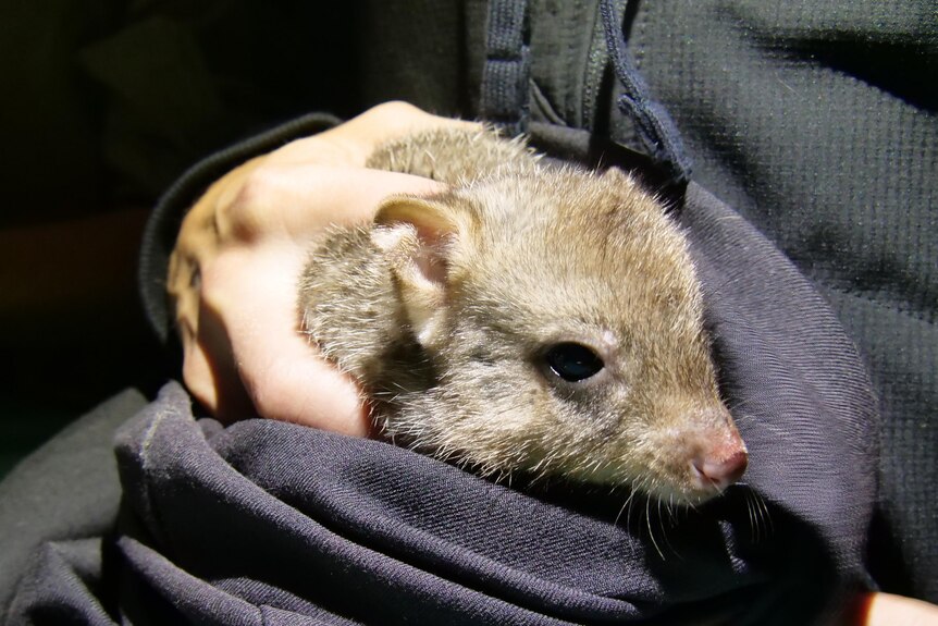 A close up photo of a bettong with a pink nose bundled in navy blue fabric.