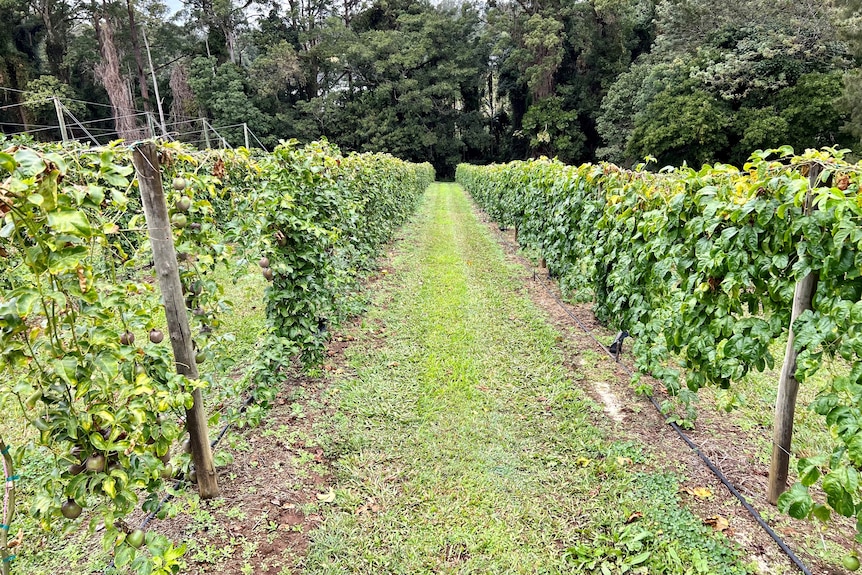 Looking down through rows of passionfruit vines to a forest.