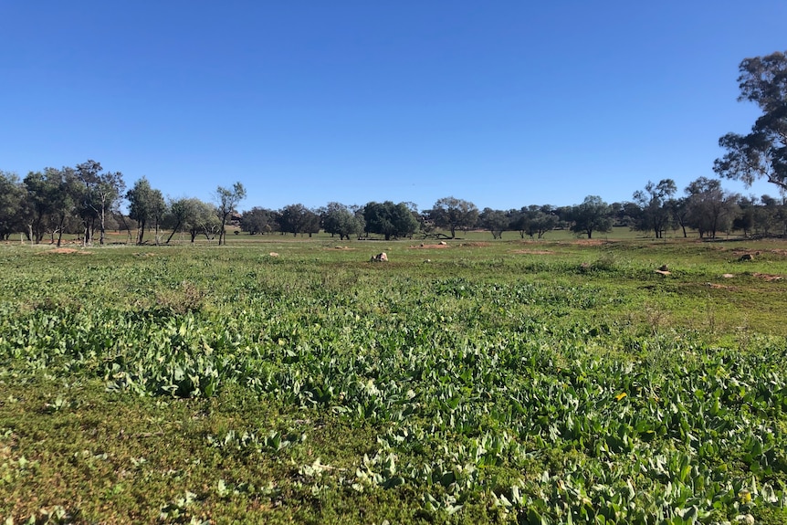 Green pasture growth in a paddock with blue sky and scattered trees and rocks.