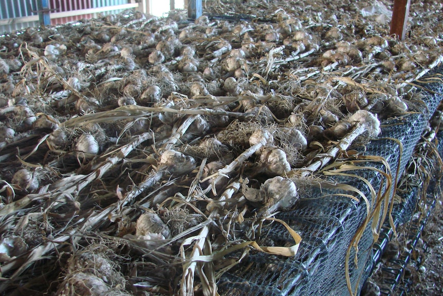 Freshly harvested garlic curing on drying racks.