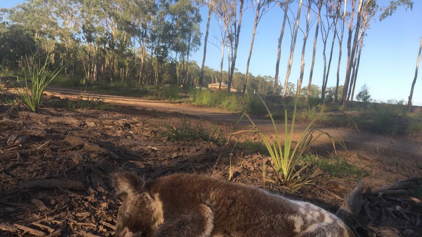 Dead koala, Collingwood Park, Queensland