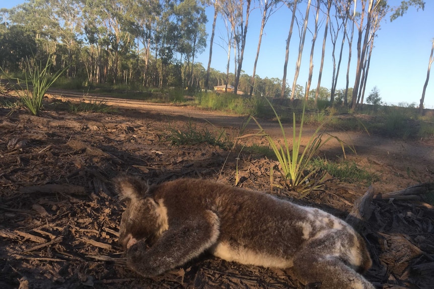 Dead koala, Collingwood Park, Queensland