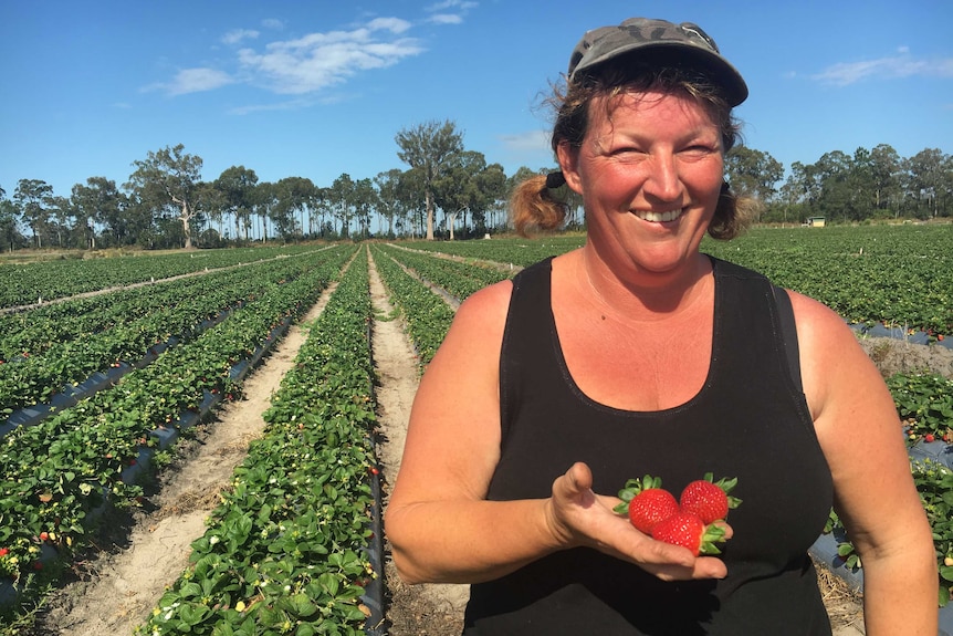 Di West holding a handful of strawberries in one of her fields at Beerwah.