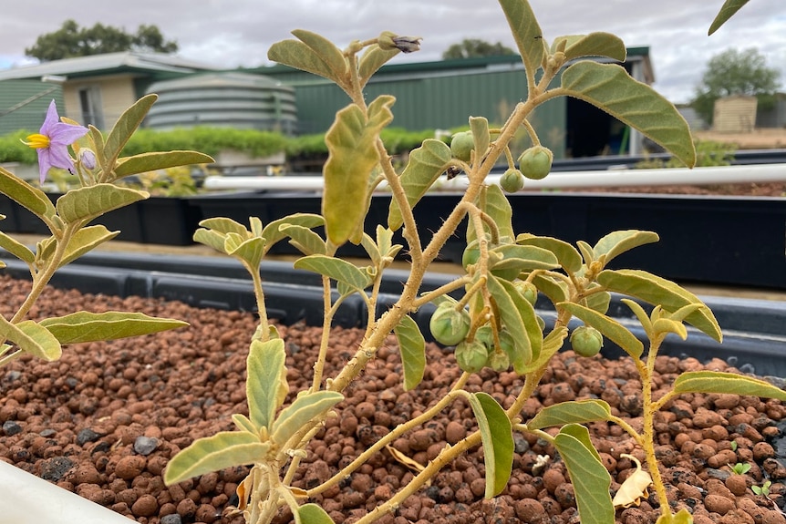 bush tomatoes growing in a gravel bed.