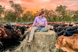 A woman sits on a hay bale, surrounded by cattle, at sunset.