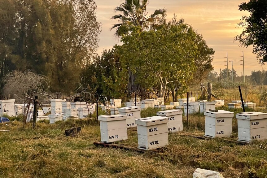 Hives across a paddock. 