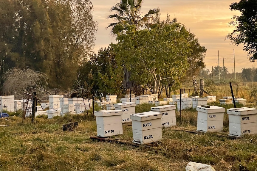 Hives across a paddock. 