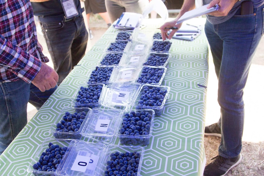 blueberry varieties